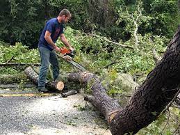 Best Tree Risk Assessment  in Irvington, KY